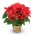 Poinsettia